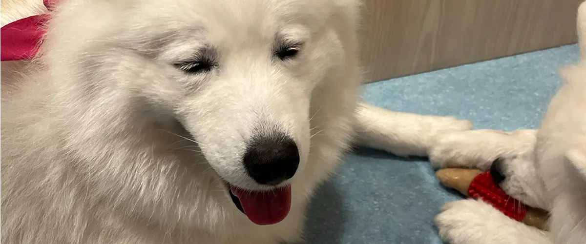 犬カフェの写真