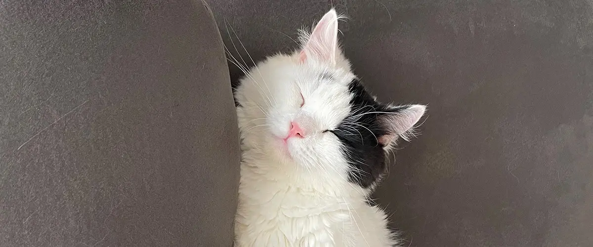 愛猫の写真